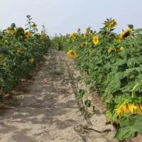 اجاره شش دانگ چاه و زمین کشاورزی