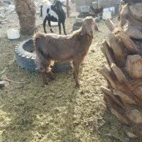 پاچن یک ساله فروشی