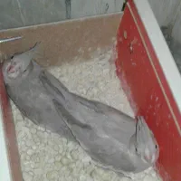 دوعدد وات فیس سرلاکی