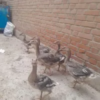 غاز محلی رسمی سالم و به شرط