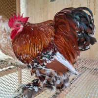 طوطی راهب آبی رام دستی|پرنده|اهواز, شهرک نفت|دیوار