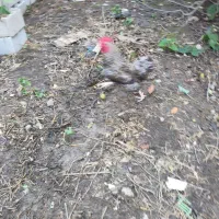 خروس های مولد پرکامل سیامرندی.گلپایگانی.گلین.برهما|حیوانات مزرعه|خرمآباد (تنکابن), |دیوار