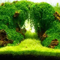 خدمات جامع آکواریوم فروش لوازم پردیس