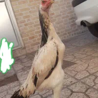 تخم مرغ لاری اوشامو|حیوانات مزرعه|بجنورد, |دیوار