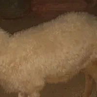 گوسفند