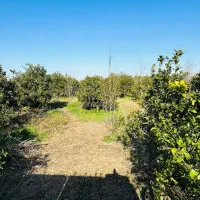 زمین سنددار / قابل ساخت / زیر قیمت / درخت مرکبات