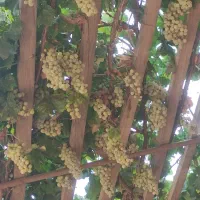 هتل سنتی|خدمات پذیرایی، مراسم|بردسکن, |دیوار