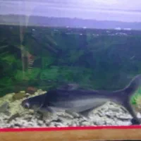 ماهی پنگوسی