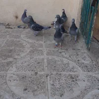 کبوتر پلاکی|پرنده|محمدیه-قزوین, |دیوار
