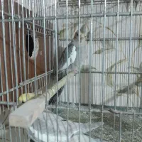 عروس هلندی جفت