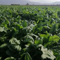 اسفناج|گل و گیاه طبیعی|مینودشت, |دیوار