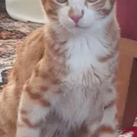 سلام یک گربه خونگی همراه ۵ تا بچه خونگی