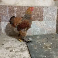 خروس برهما جوان پنج ماه