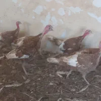 ۱۸عددبوقلمون نر وماده|حیوانات مزرعه|زیویه, |دیوار