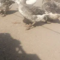 غاز|حیوانات مزرعه|نهبندان, |دیوار