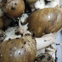 حلزون طبی..وخاویار|خزنده|شیراز, شیشهگری|دیوار