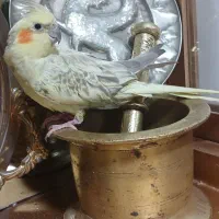 عروس هلندی ماده|پرنده|سیلاخور, |دیوار