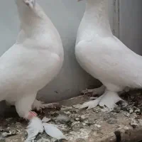 کفتر لوتی چشم قرمز