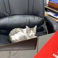 واگذاری گربه خونگی ماده