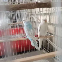 3 عدد مرغ عشق رنگ خاص
