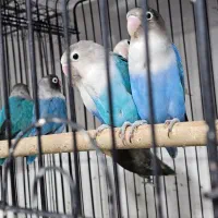 کوتوله رنگی|پرنده|زاهدان, |دیوار