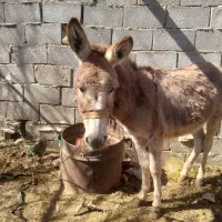 یه عدد خرگم شده