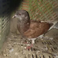 جفتی|پرنده|گلوگاه, |دیوار
