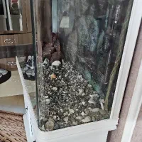 اکواریوم تمیز و سالم با تمامی امکانات درجه یک|ماهی|قم, پردیسان|دیوار