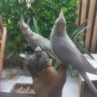 جوجه عروس هلندی ایزابلا سرلاکی