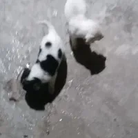 واگذاری چند عددطوله سگ|سگ|صومعه‌سرا, |دیوار