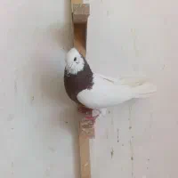 طوق سرخ