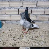 کبوتر|پرنده|بندر ماهشهر, |دیوار