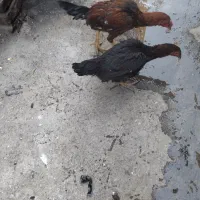 مرغ و خروس لاری|حیوانات مزرعه|چناران, |دیوار