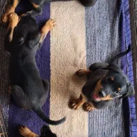 توله روتوایلر|سگ|رشت, آب آسیاب|دیوار