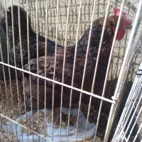 مرغ تخمگذار محلی