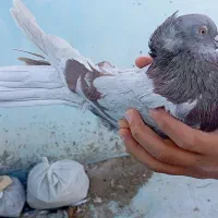 کبوتر|پرنده|شهرکرد, |دیوار