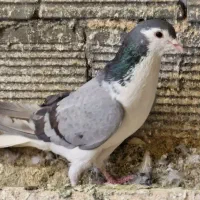 شیرازی سبزنروماده