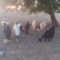 بز جوان ابستن بز داشتی|حیوانات مزرعه|مسجد سلیمان, |دیوار