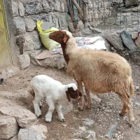 گوسفند8دندان بابره ماده جو خورقیمت15ملیون 300