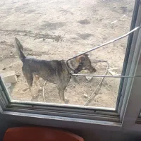 سگ نگهبان|سگ|رباط‌کریم, رباط‌کریم|دیوار