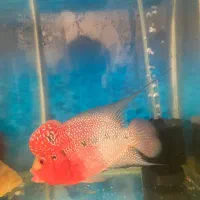 ماهی فلاور هورن تایلندی