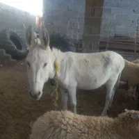 خر نر گوسفندی قیمت دو ملیون