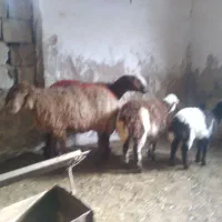 دوراس میش زاییده، جوان،فروشی