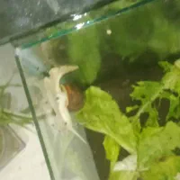 فورش حلزون اچتینا مولد