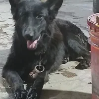 سگ جرمن بلک یک ساله