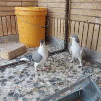 دمگیر کاکلی