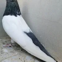 کبوتر کله دم سبز