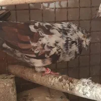 فروش ۷ یا ۸ تا کفتر|پرنده|هشتگرد, شهرک ولیعصر (مصلی)|دیوار