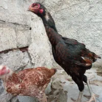 تخم مرغ نطفه دار لاری