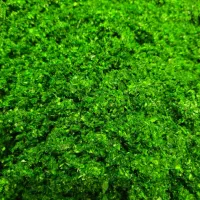 انواع سبزی خردشده فقط ۴۹هزار|خوردنی و آشامیدنی|قم, شهرک امام حسن|دیوار
